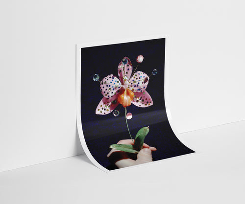 Black Baccara Rose Print